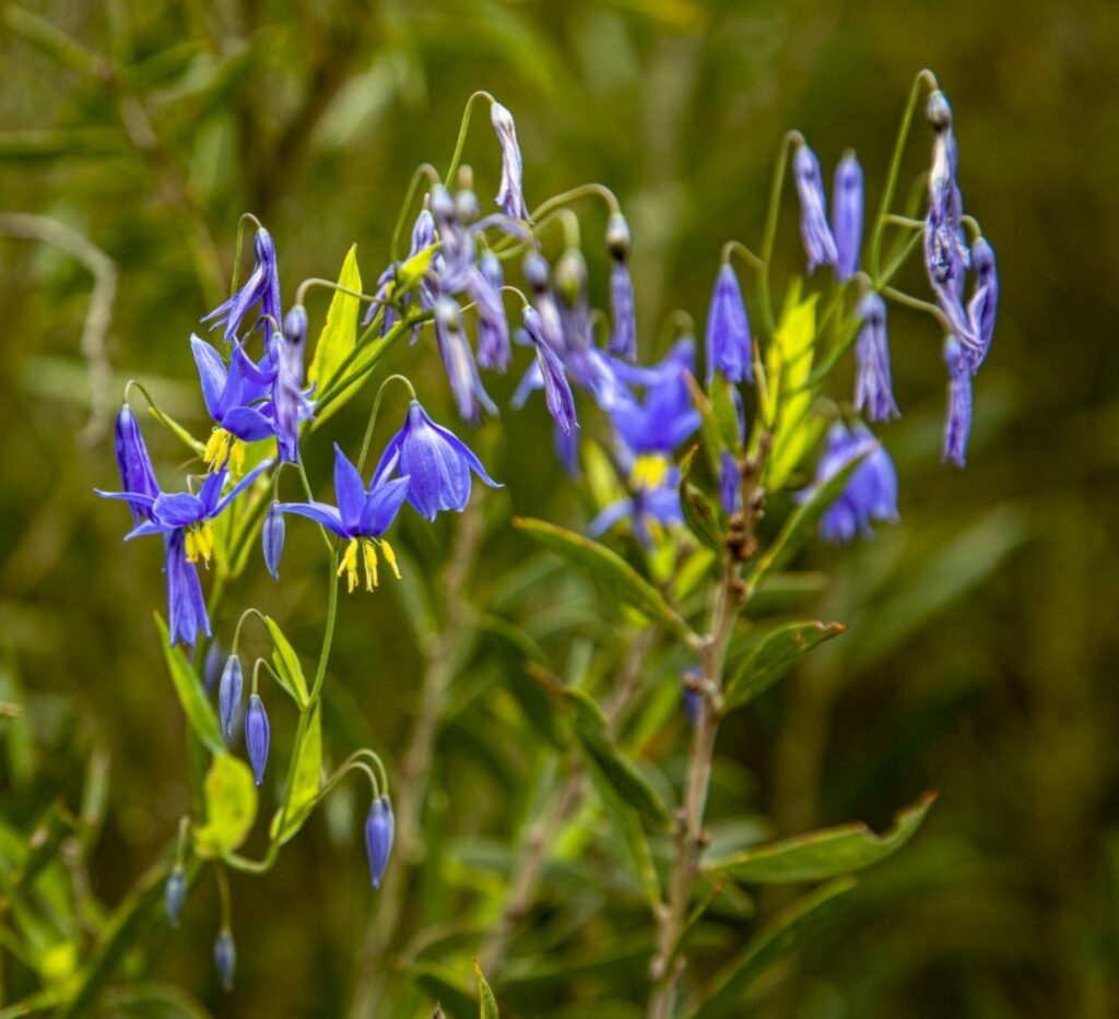 Rod MacDonald 2 October 2023 posted to corryong happenings fb after the Pine Mt Wildflower walk