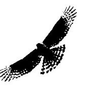 Eagle Eagle