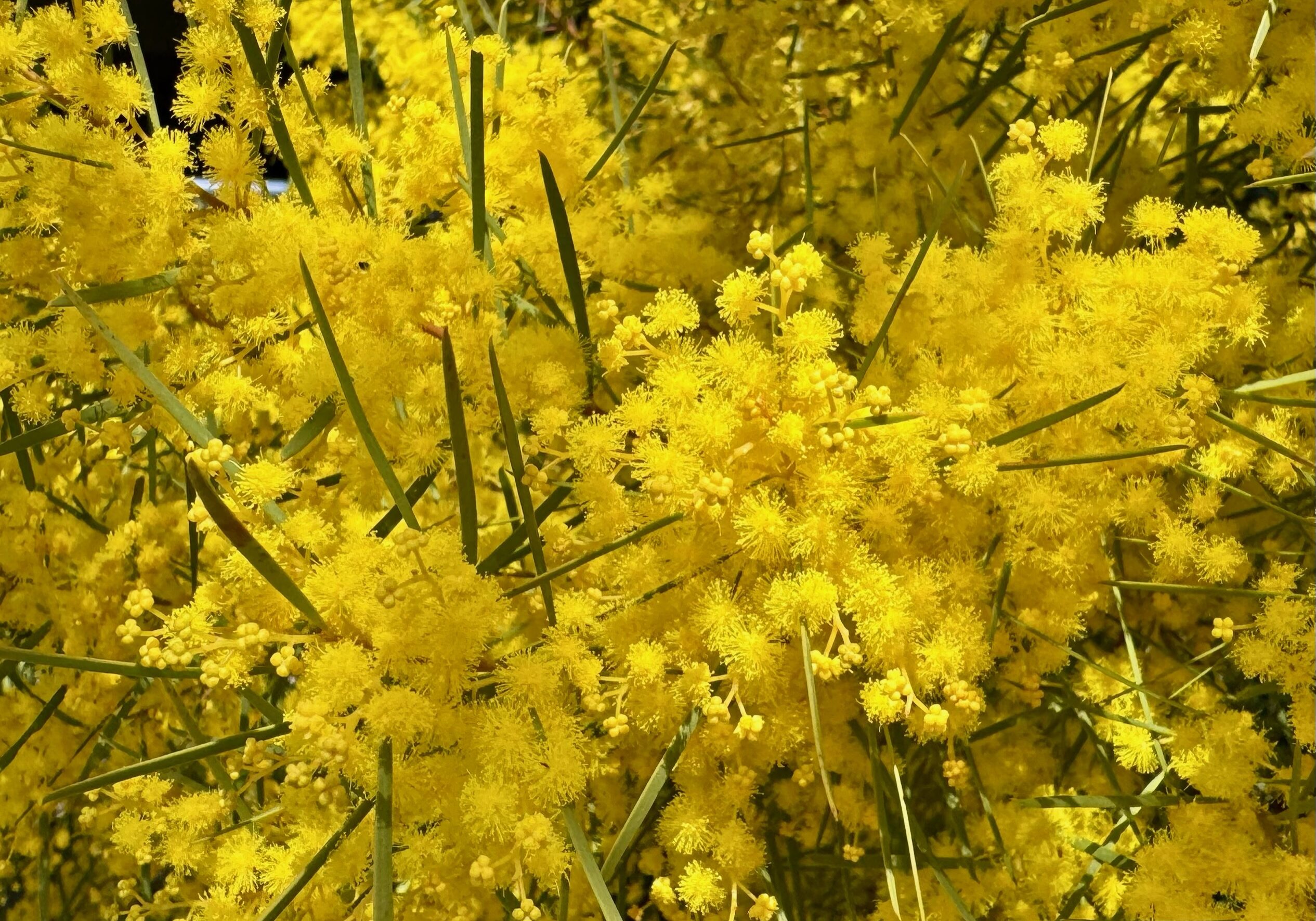 Goldern Wattle