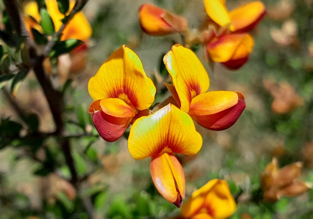 Egg &amp; Bacon Pea Bush