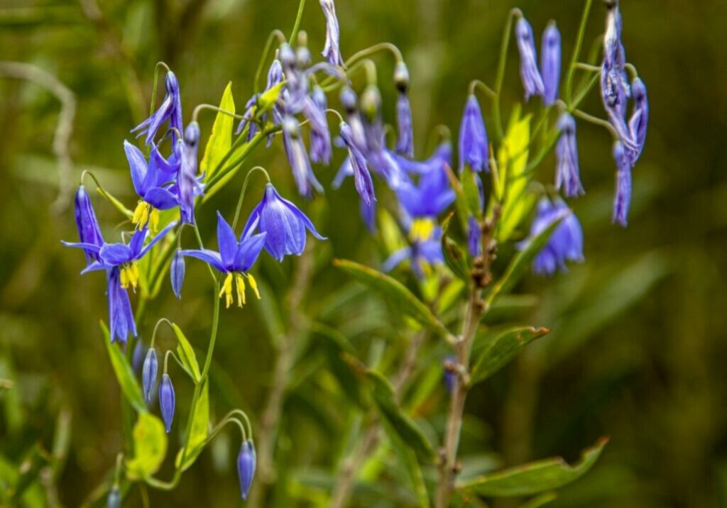 Rod MacDonald 2 October 2023 posted to corryong happenings fb after the Pine Mt Wildflower walk